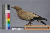 藏品(斑皇鳩)的圖片